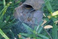 Grass Spider in Web 804382