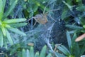 Grass Spider in Web 804384