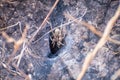 Grass Spider genus Agelenopsis, family Agelenidae out on his funnel web, south San Francisco bay area, California