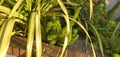 grass spider green leaves in the sunlight