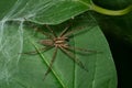 Grass Spider - Genus Agelenopsis