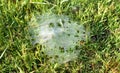 Grass Spiders Web on grass and dew in the morning , handiwork of spider Royalty Free Stock Photo