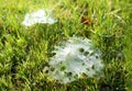 Grass Spiders Web on grass and dew in the morning , handiwork of spider Royalty Free Stock Photo