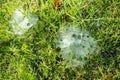 Grass Spiders Web on grass and dew in the morning , handiwork of spider Royalty Free Stock Photo