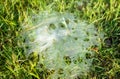 Grass Spiders Web on grass and dew in the morning , handiwork of spider Royalty Free Stock Photo