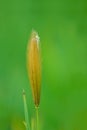 Grass spike and spider Royalty Free Stock Photo