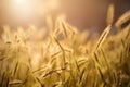 Grass spikelet on the field