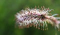 Grass spikelet inflorescence 3