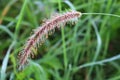 Grass spikelet inflorescence
