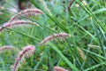 Grass spikelet inflorescence