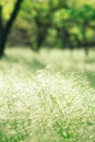 Grass spikelets on a sun-drenched forest glade on a blurred background