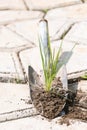 Grass sprout with ground on a small shovel. Work in the garden