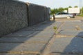 Grass sprout makes its way through asphalt. A young shoot breaks through the concrete Royalty Free Stock Photo