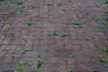 Grass sprouted through asphalt tiles