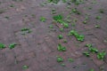 Grass sprouted through asphalt tiles