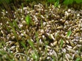 Grass sprouts, Grass Seed Germination, cat grass Royalty Free Stock Photo