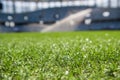 Grass on stadium in sunlight. Closeup of a green football field. Wet stadium grass in the morning light during watering Royalty Free Stock Photo