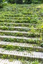 Grass on stairs Royalty Free Stock Photo