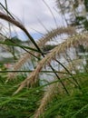 Grass stalks with raindrops after rainy days