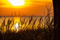 Grass stalks by the sea at sunset