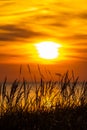 Grass stalks by the sea at sunset