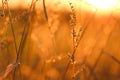 Grass stalks in the sun.nature background. Autumn nature background. Field grass stems in orange sunset sunlight.