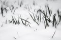 Grass staring out the snow, motif pattern, survival concept, minimalism in black and white