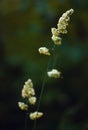 Grass stem with seeds vertical photo.Spring plants close-up.Lush uncut green grass in the soft morning light.Yellow grass in a fie