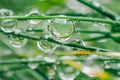 Grass stems and water drops macro background.green grass with drops.Earth Day. Wet grass after rain.plant texture in Royalty Free Stock Photo