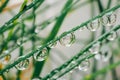 Grass stems and water drops macro background.Wet grass after rain.plant texture in green natural tones. herbal Royalty Free Stock Photo