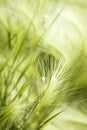 Grass steppe landscape