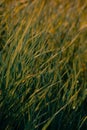 Grass steppe Royalty Free Stock Photo