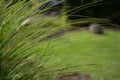 Grass Stipa 03 Royalty Free Stock Photo