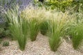 Grass stipa tenuissima with aerial foliage Royalty Free Stock Photo