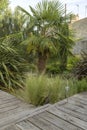 Grass stipa tenuissima at the edge of a wooden deck Royalty Free Stock Photo