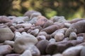 Grass, stones water with defocussed background, Venezuela Royalty Free Stock Photo