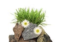 A grass on stones on a white background