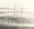 Grass strands in lake calm water