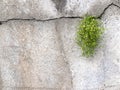 A grass struggles to grow on a concrete wall Royalty Free Stock Photo