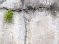 A grass struggles to grow on a concrete wall Royalty Free Stock Photo