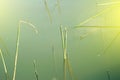Grass stump in water lake yellow light shines Royalty Free Stock Photo