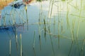 Grass stump in water lake yellow light shines Royalty Free Stock Photo