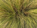 Grass in Sukhothai Thailand Royalty Free Stock Photo