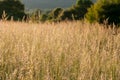 Grass in summer