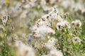 Grass in summer disperses white fluffy seeds Royalty Free Stock Photo