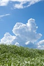 Grass and summer thunderhead