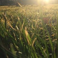 Grass in the sun