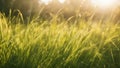 grass and sun grass background with sun beam, soft focus abstract nature Royalty Free Stock Photo