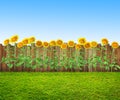 A grass and sunflowers at backyard, spring background