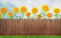 Grass and sunflowers at backyard, spring background